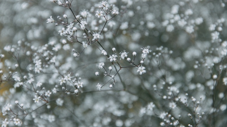 Close up of baby's breath