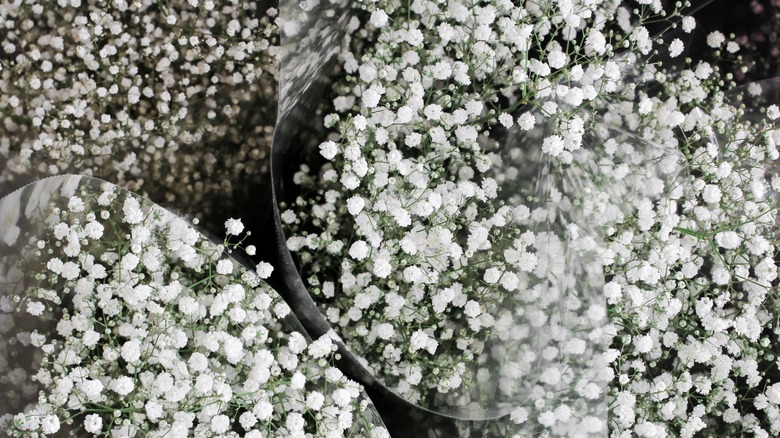 Bunches of baby's breath