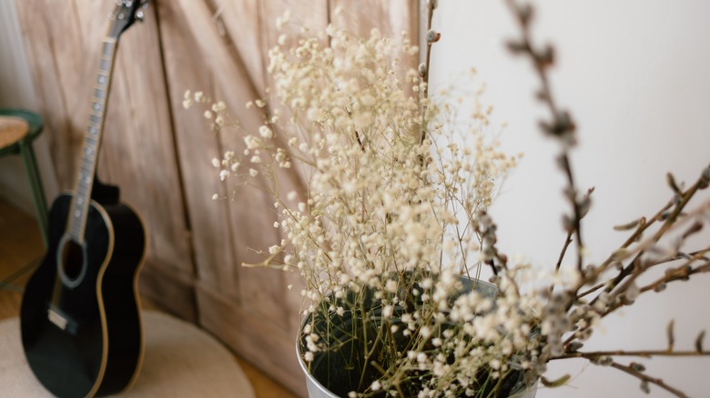 Dried potted baby's breath