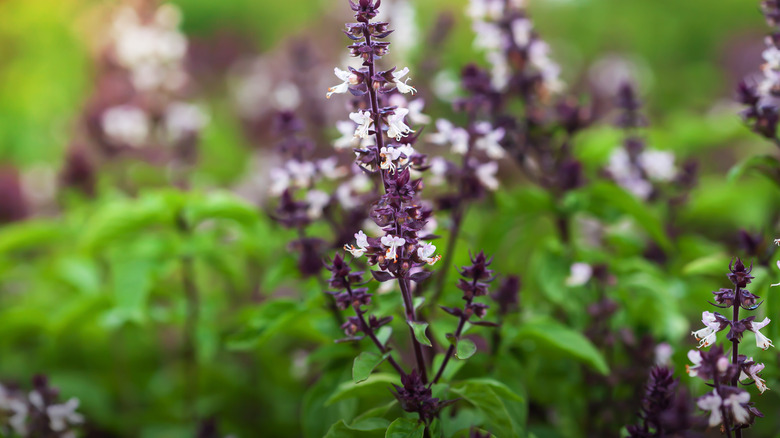 Flowering holy basil