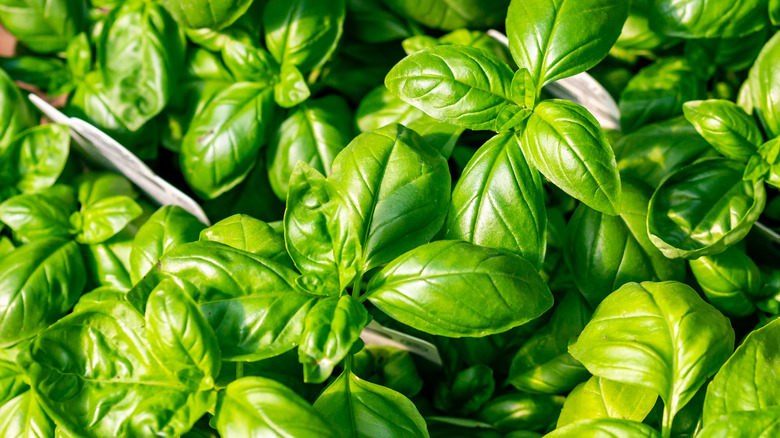 Fresh basil in the sun