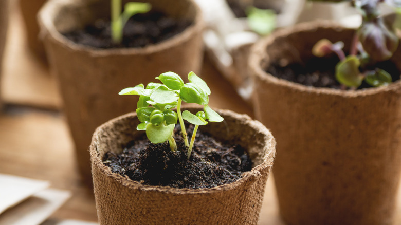 Basil sprouts growing out of a biodegradable container