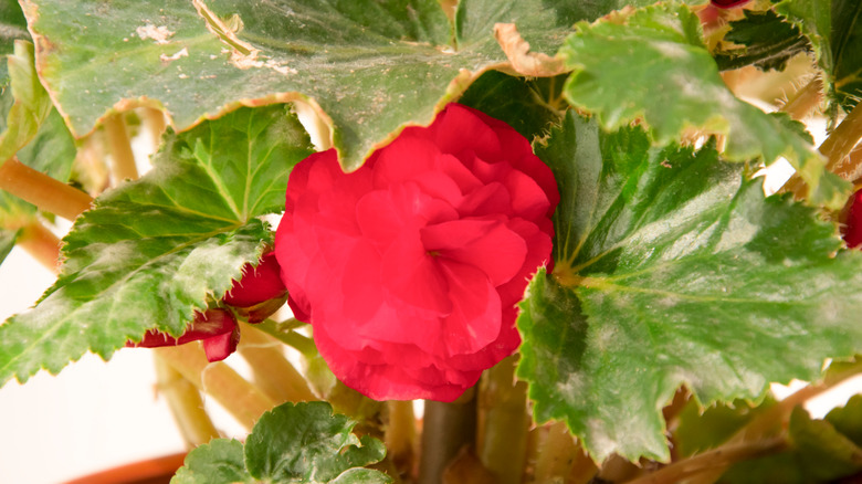 Begonia with powdery mildew infection