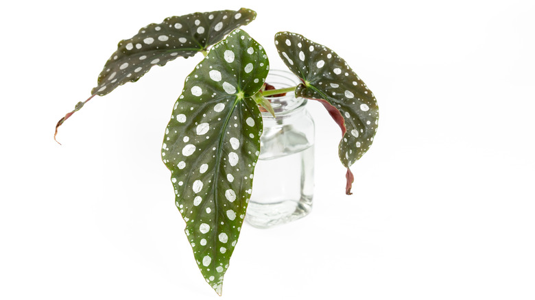Begonia maculata cutting in water