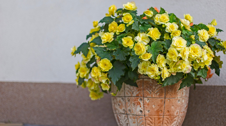 Yellow begonias in a pot