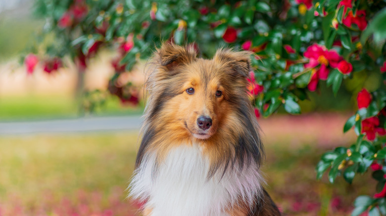 dog near camellia plant