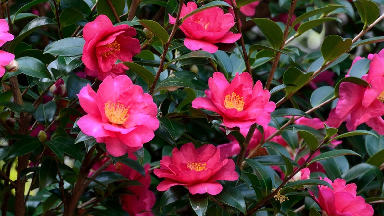 Sasanqua camellia