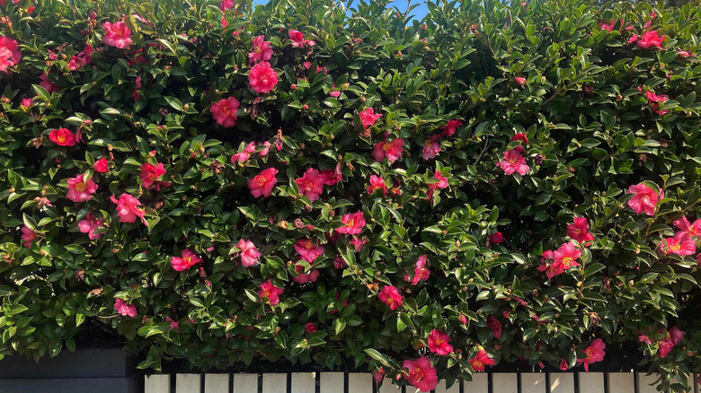 camellia hedge