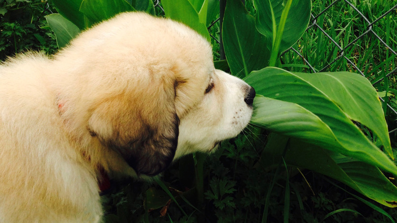 Puppy sniffing canna lily leaf