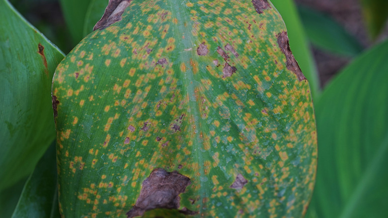 Diseased canna lily leaf