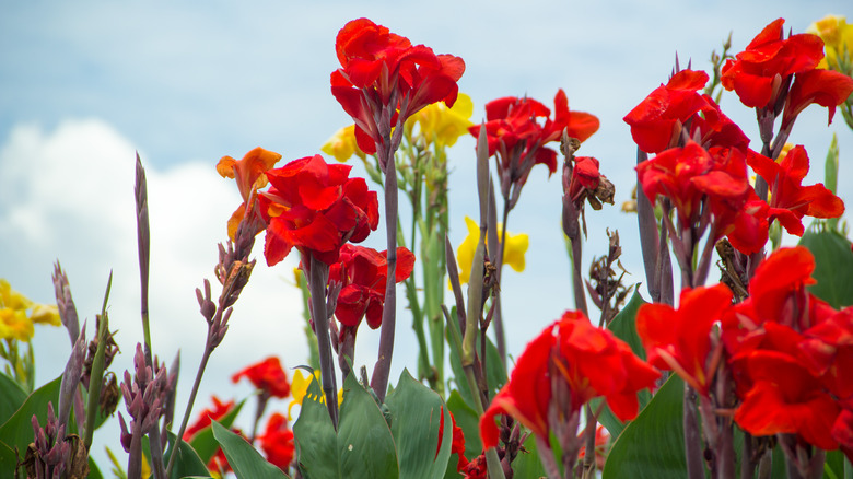 Canna lilies in bloom