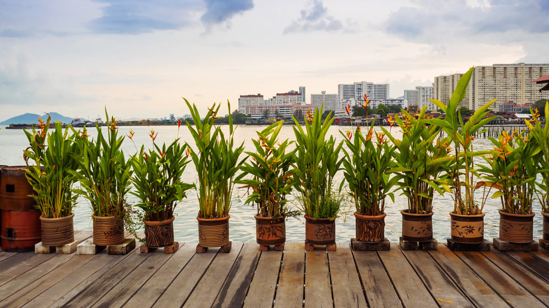 Canna lilies growing in pots