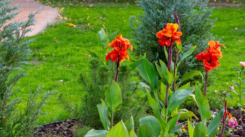 Canna lilies growing in garden