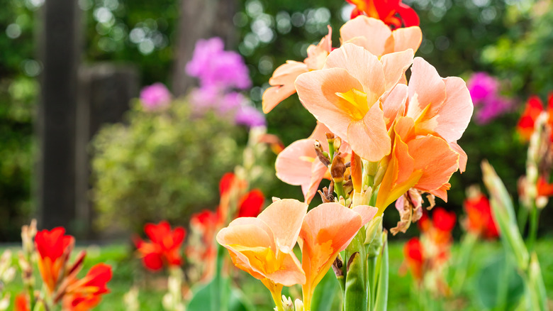 How To Grow And Take Care Of Canna Lilies
