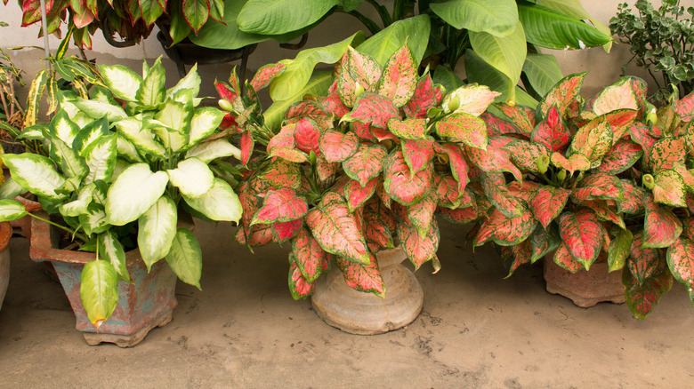 Multiple Chinese evergreen varieties