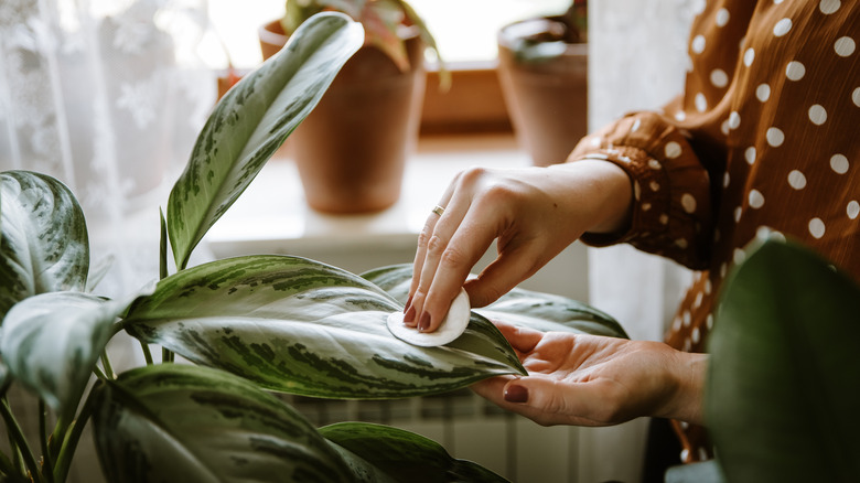 Person cleaning Chinese evergreen leaves