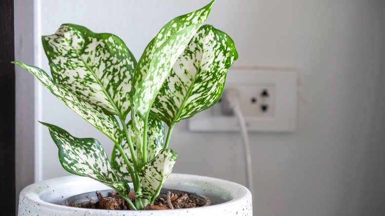 Chinese evergreen in white pot