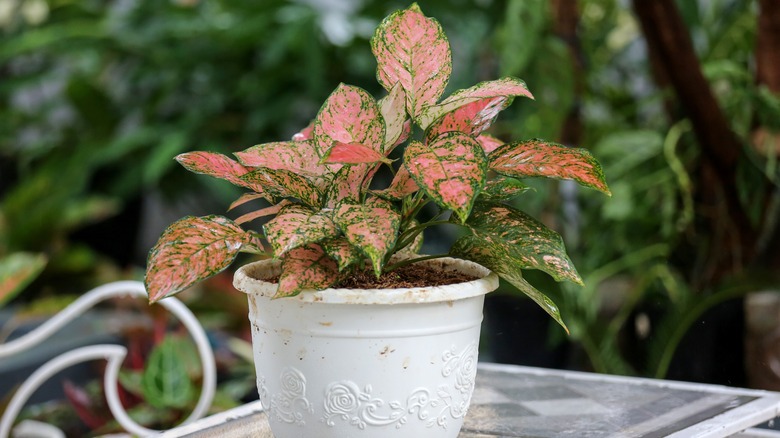 Potted Chinese evergreen outdoors