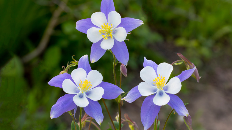 Three columbine flower blooms