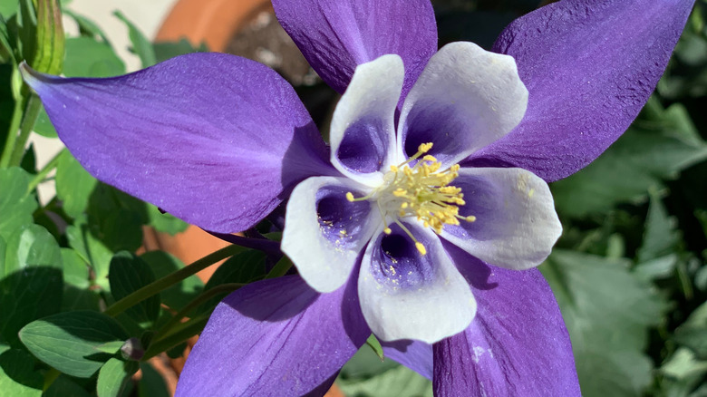 Columbine flower growing in pot