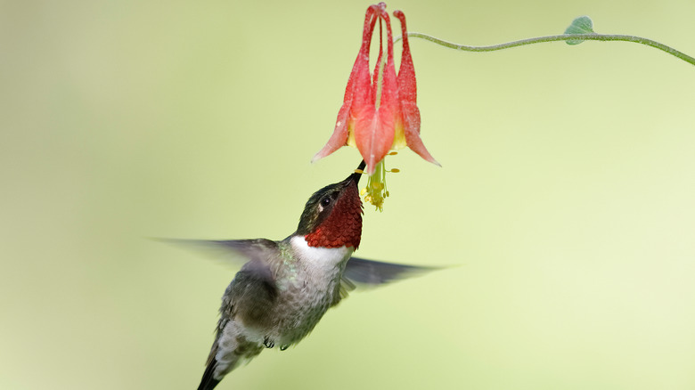 Hummingbird feeding on a columbine flower