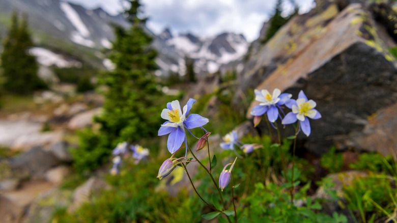 Columbines growing against mountain backdrop