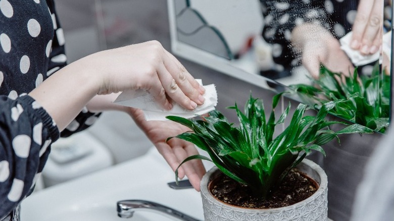 woman wiping the leaves of corn plant