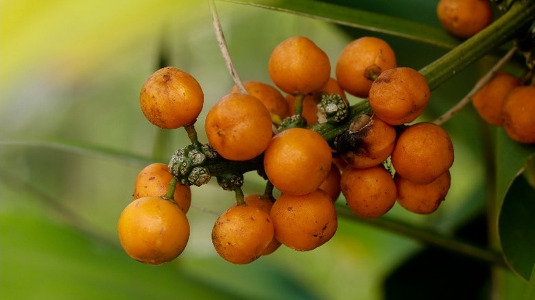 Seeds from a dracaena (enlarged)