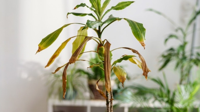 A dracaena with dead leaves