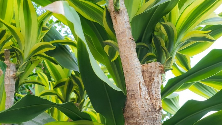 Pruned corn plant