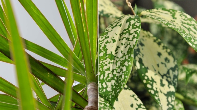 Madigascar dragon tree (left) and gold dust (right)