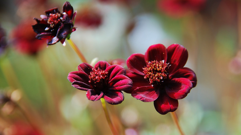 chocolate cosmos flower