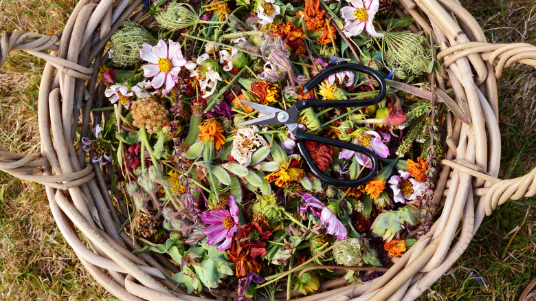 cosmos clippings in basket