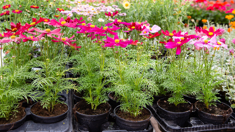 potted cosmos flowers