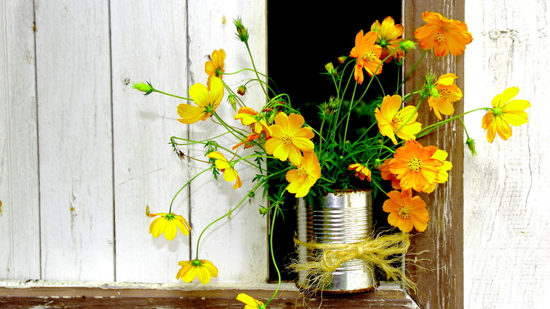 cosmos in tin