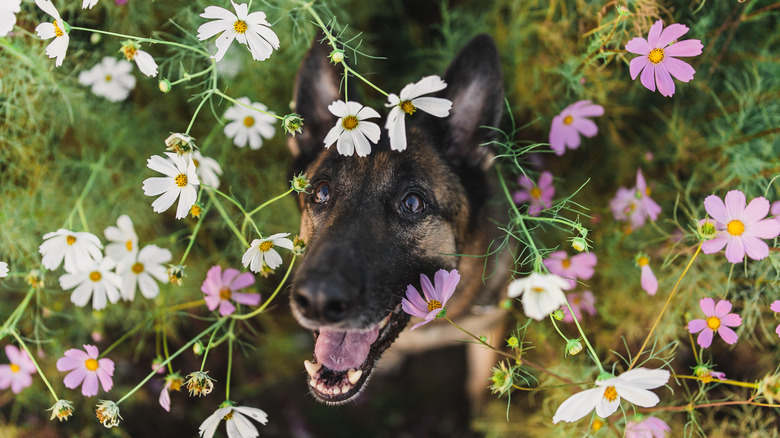 german shepherd in cosmos