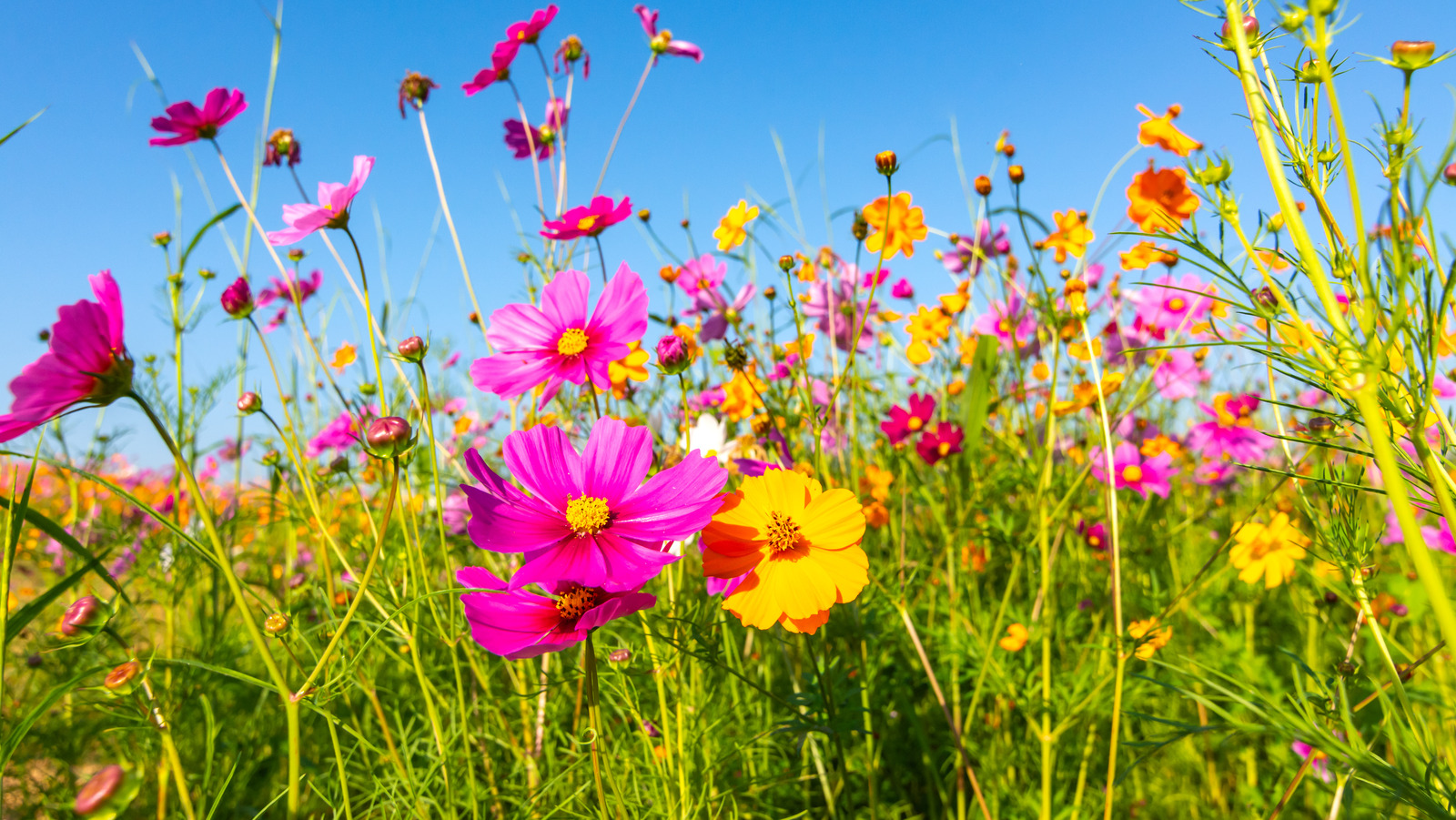 How To Grow And Take Care Of Cosmos Plants