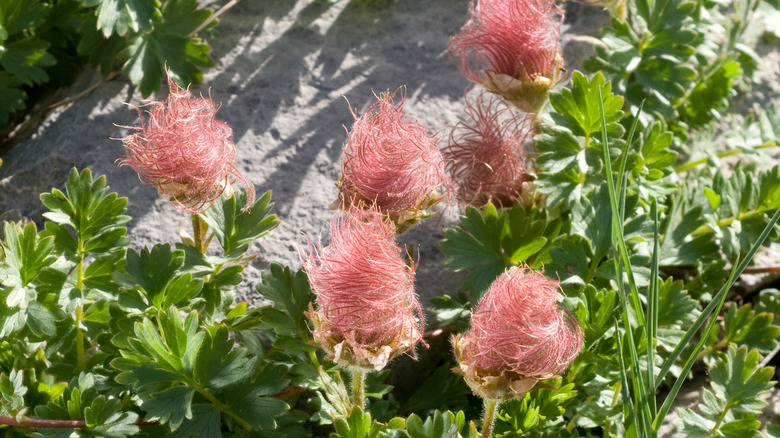 Pink creeping avens