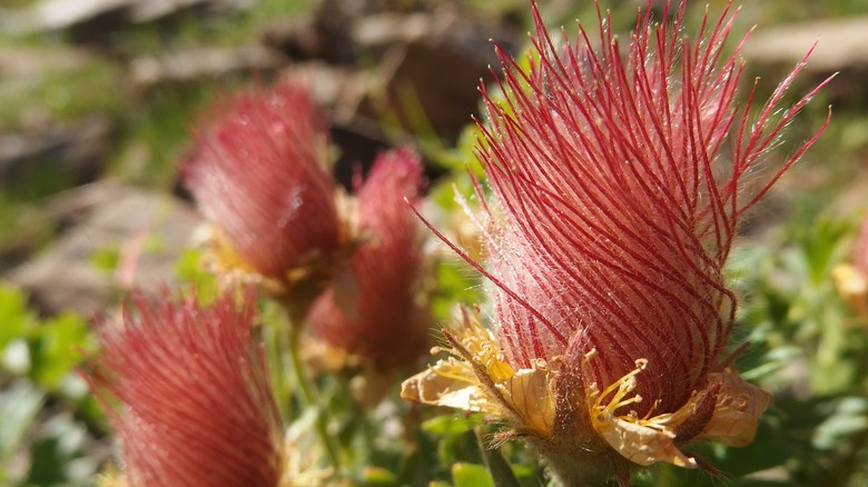 Creeping aven flowers