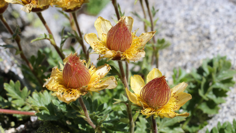 Pink and yellow creeping avens