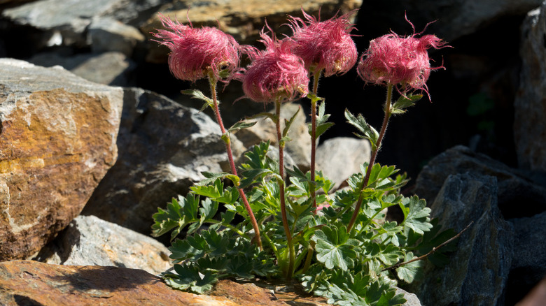 Creeping avens in mountains