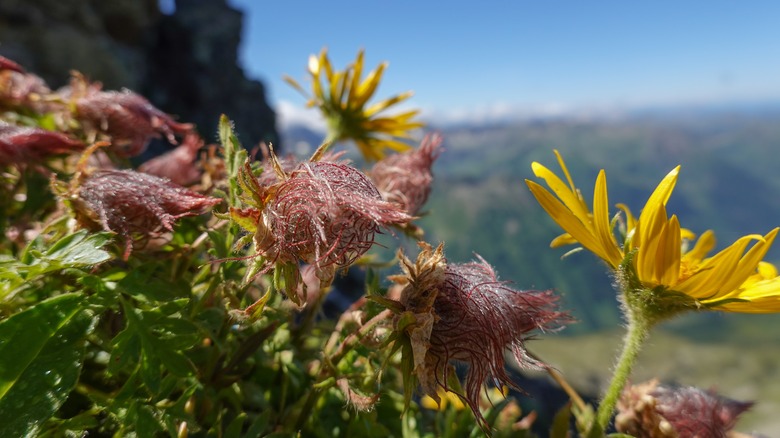 Creeping avens on mountain