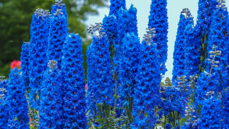 Bright blue delphinium flowers