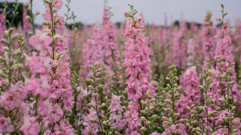 Field of pink delphiniums