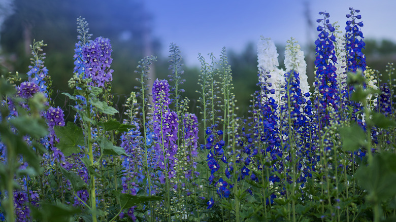 Blue, white, and purple delphiniums