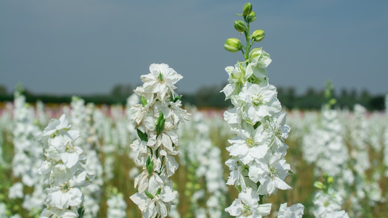 Field of white delphiuniums