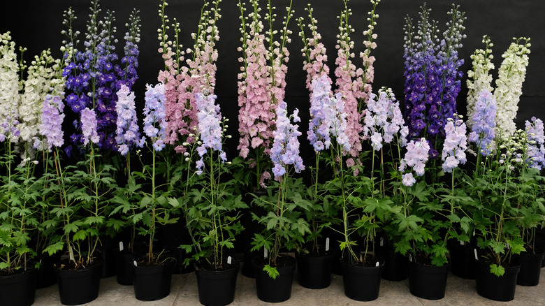 Potted delphinium flowers