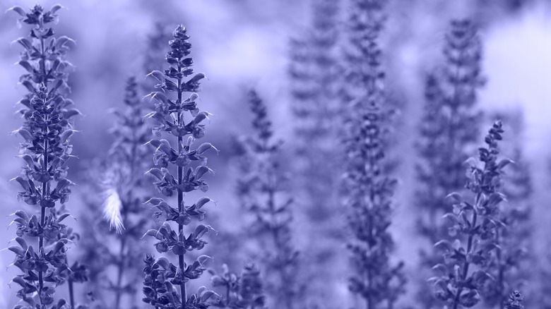 Purple blue delphiniums