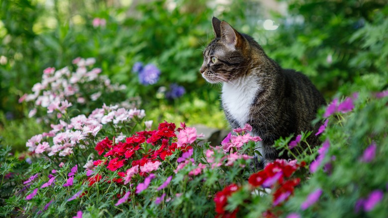 cat in dianthus flower garden