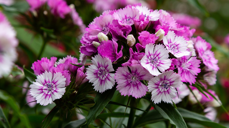pink dianthus flowers